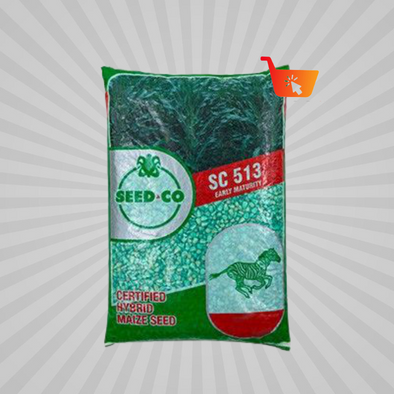 Zebra Maize Seed SC513 10kg